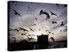 Hungry Seagulls Silhouetted Againt the Sunset in the Harbour at Essaouira, Morocco-Fergus Kennedy-Stretched Canvas