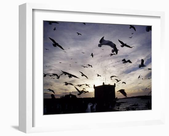 Hungry Seagulls Silhouetted Againt the Sunset in the Harbour at Essaouira, Morocco-Fergus Kennedy-Framed Photographic Print