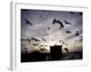 Hungry Seagulls Silhouetted Againt the Sunset in the Harbour at Essaouira, Morocco-Fergus Kennedy-Framed Photographic Print