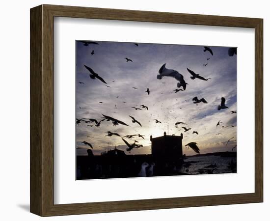 Hungry Seagulls Silhouetted Againt the Sunset in the Harbour at Essaouira, Morocco-Fergus Kennedy-Framed Photographic Print