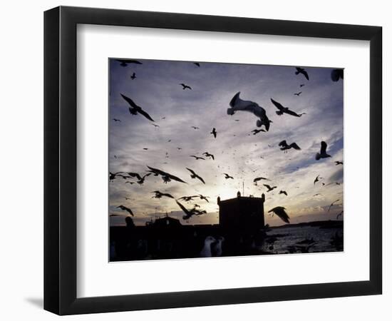 Hungry Seagulls Silhouetted Againt the Sunset in the Harbour at Essaouira, Morocco-Fergus Kennedy-Framed Photographic Print