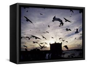Hungry Seagulls Silhouetted Againt the Sunset in the Harbour at Essaouira, Morocco-Fergus Kennedy-Framed Stretched Canvas