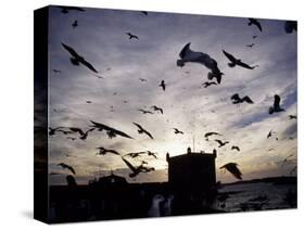 Hungry Seagulls Silhouetted Againt the Sunset in the Harbour at Essaouira, Morocco-Fergus Kennedy-Stretched Canvas