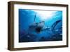 Hungry Shark-null-Framed Art Print