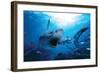 Hungry Shark-null-Framed Art Print