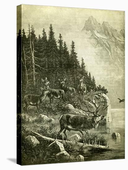 Hunt Austria Deer 1891-null-Stretched Canvas