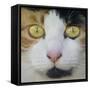 Hunters Eyes-Adrian Campfield-Framed Stretched Canvas