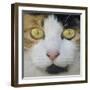 Hunters Eyes-Adrian Campfield-Framed Photographic Print