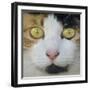 Hunters Eyes-Adrian Campfield-Framed Photographic Print