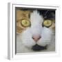 Hunters Eyes-Adrian Campfield-Framed Photographic Print