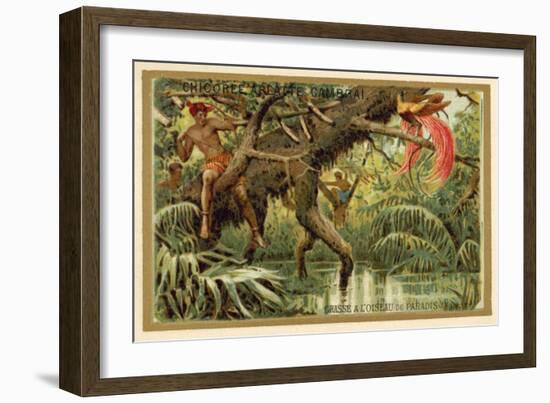 Hunting Birds of Paradise, Malaysia-null-Framed Giclee Print