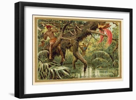 Hunting Birds of Paradise, Malaysia-null-Framed Giclee Print