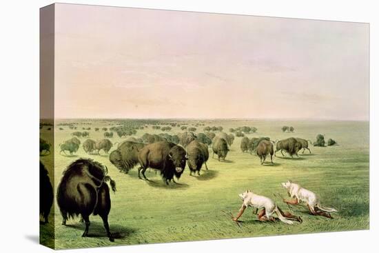 Hunting Buffalo Camouflaged with Wolf Skins, circa 1832-George Catlin-Stretched Canvas