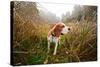 Hunting Dog in the Foggy Morning in Forest-Igor Normann-Stretched Canvas