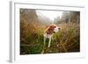 Hunting Dog in the Foggy Morning in Forest-Igor Normann-Framed Photographic Print