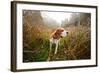 Hunting Dog in the Foggy Morning in Forest-Igor Normann-Framed Photographic Print