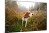 Hunting Dog in the Foggy Morning in Forest-Igor Normann-Mounted Photographic Print