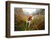 Hunting Dog in the Foggy Morning in Forest-Igor Normann-Framed Photographic Print