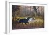 Hunting Dogs in Woods-null-Framed Giclee Print