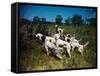 Hunting Dogs on Point-null-Framed Stretched Canvas