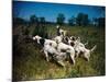 Hunting Dogs on Point-null-Mounted Photographic Print