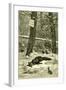 Hunting Fox Austria 1891-null-Framed Giclee Print