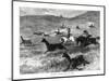 Hunting Guanacos with the Bolas, South America, 1877-null-Mounted Giclee Print