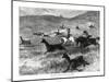 Hunting Guanacos with the Bolas, South America, 1877-null-Mounted Giclee Print