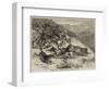 Hunting in India, a Leopard Hunt with Foxhounds at Ootacamund-George Bouverie Goddard-Framed Giclee Print