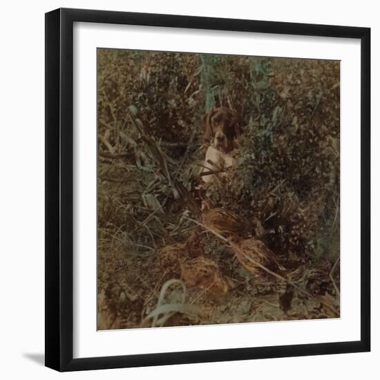 'Hunting in Western prairie country, a covey of quail and a pointer - in corn stubble', 1903-Elmer Underwood-Framed Premium Photographic Print