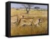 Hunting Lions-Harro Maass-Framed Stretched Canvas