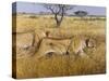 Hunting Lions-Harro Maass-Stretched Canvas