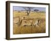 Hunting Lions-Harro Maass-Framed Giclee Print