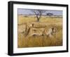 Hunting Lions-Harro Maass-Framed Giclee Print