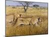 Hunting Lions-Harro Maass-Mounted Giclee Print