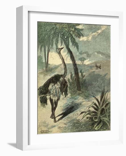 Hunting Ostrich-Oswald Levens-Framed Art Print