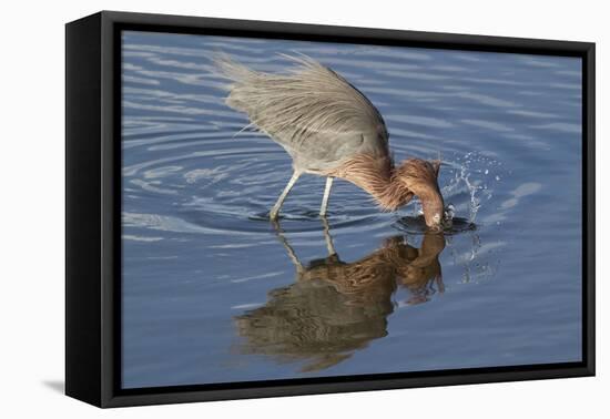 Hunting Reddish Egret Strikes the Water-Hal Beral-Framed Stretched Canvas
