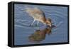 Hunting Reddish Egret Strikes the Water-Hal Beral-Framed Stretched Canvas