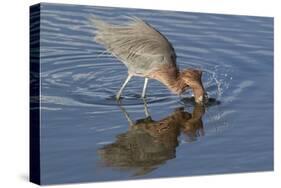 Hunting Reddish Egret Strikes the Water-Hal Beral-Stretched Canvas