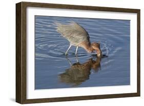 Hunting Reddish Egret Strikes the Water-Hal Beral-Framed Photographic Print