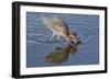 Hunting Reddish Egret Strikes the Water-Hal Beral-Framed Photographic Print