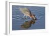 Hunting Reddish Egret Strikes the Water-Hal Beral-Framed Photographic Print