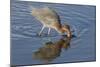 Hunting Reddish Egret Strikes the Water-Hal Beral-Mounted Photographic Print