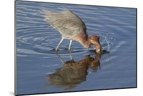 Hunting Reddish Egret Strikes the Water-Hal Beral-Mounted Photographic Print