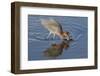 Hunting Reddish Egret Strikes the Water-Hal Beral-Framed Photographic Print