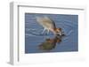 Hunting Reddish Egret Strikes the Water-Hal Beral-Framed Photographic Print