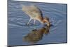 Hunting Reddish Egret Strikes the Water-Hal Beral-Mounted Photographic Print