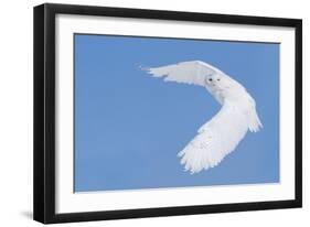 Hunting Snowy Owl-Mircea Costina-Framed Giclee Print