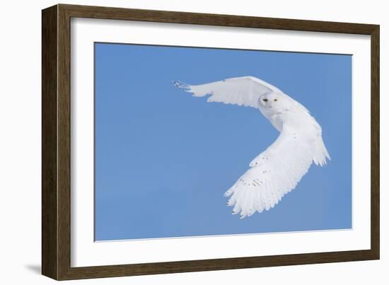 Hunting Snowy Owl-Mircea Costina-Framed Giclee Print