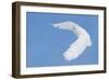 Hunting Snowy Owl-Mircea Costina-Framed Giclee Print